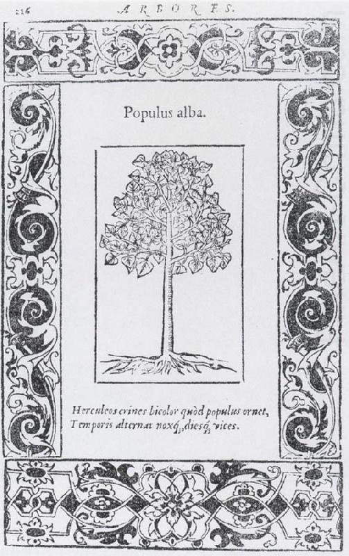 Populus alba, unknow artist